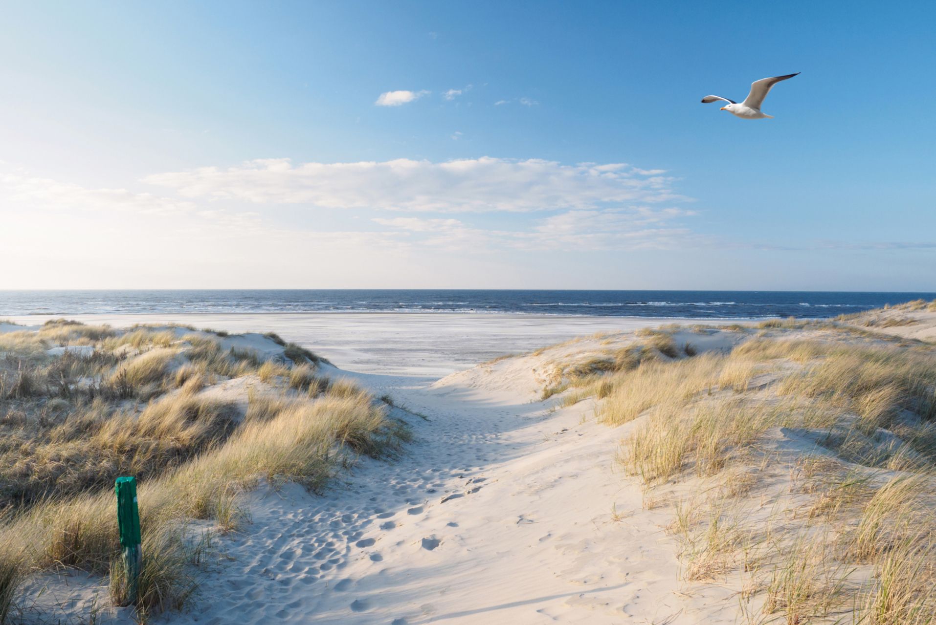 Dünen mit der Ostsee im Hintergrund und einer fliegenden Möwe